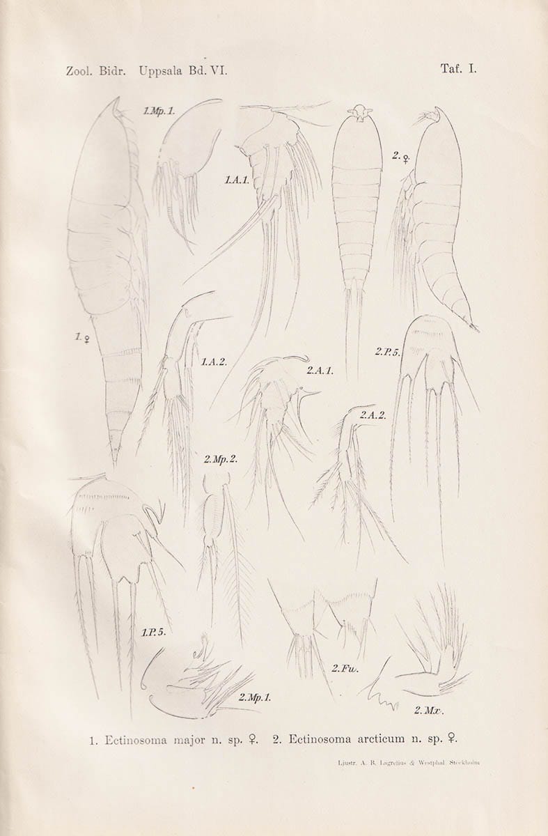 Olofsson, Ossian (1886-1973) ; Wirén, Einar : Beitrag zur Kenntnis der Harpacticiden-Familien Ectinosomidæ, Canthocampidæ (Gen. Marænobiotus) und Tachidiidæ nebst Beschreibungen einiger neuen und wenig bekannten, arktischen Brackwasser- und Süsswasser-Arten + Zur Morphologie und Phylogenie der Pantopoden + Studien über die Süsswasserfauna Spitzbergens. Beitrag zur Systematik, Biologie und Tiergeographie der Crustaceen und Rotatorien