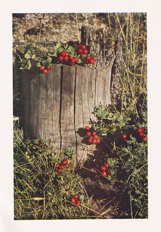 Oscar Johansson : Lingon