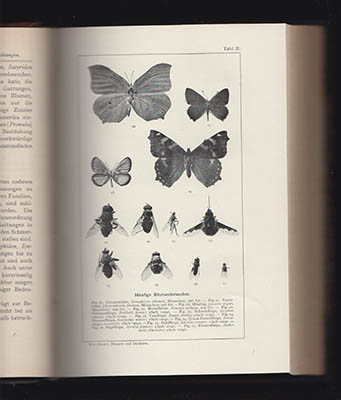 Oskar von Kirchner : Blumen und Insekten