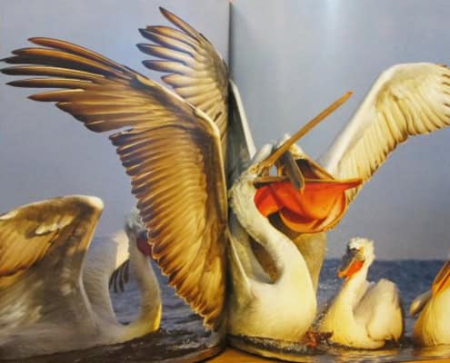 Östling, Brutus ; Åkesson, Susanne : De krushuvade och andra pelikaner