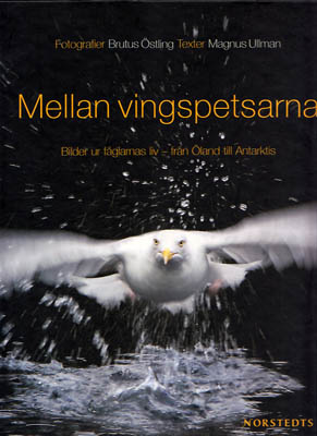 Östling, Brutus ; Ullman, Magnus [text] : Mellan vingspetsarna