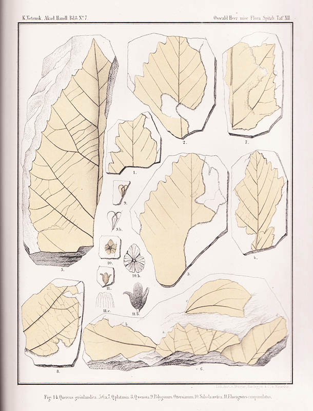 Oswald Heer : Die miocene Flora und Fauna Spitzbergens. Mit einem Anhang über die diluvialen Ablagerungen Spitzbergens. Mit 16 Tafeln