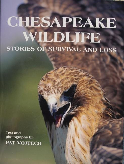 Pat Vojtech : Chesapeake Wildlife