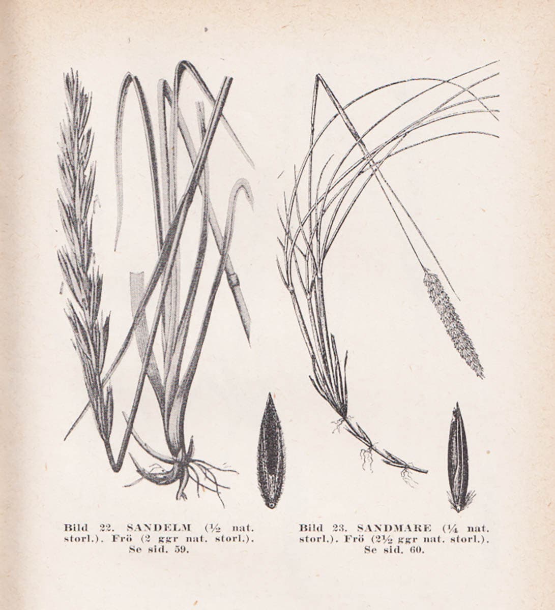Pehr Bolin : De svenska gräsen