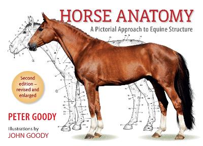 Peter Goody : Horse anatomy
