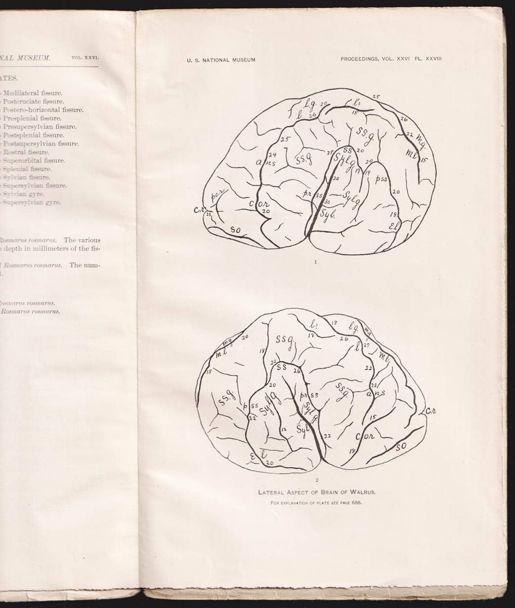 Pierre Augustine Fish : The Cerebral Fissures Of The Atlantic Walrus
