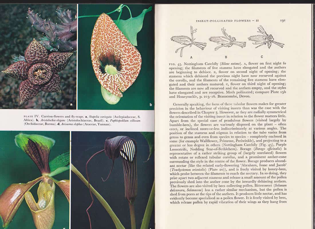 Proctor, Michael ; Yeo, Pete : The Pollination of Flowers. With 19 colour photographs, 181 photographs in black and white and 134 line drawings