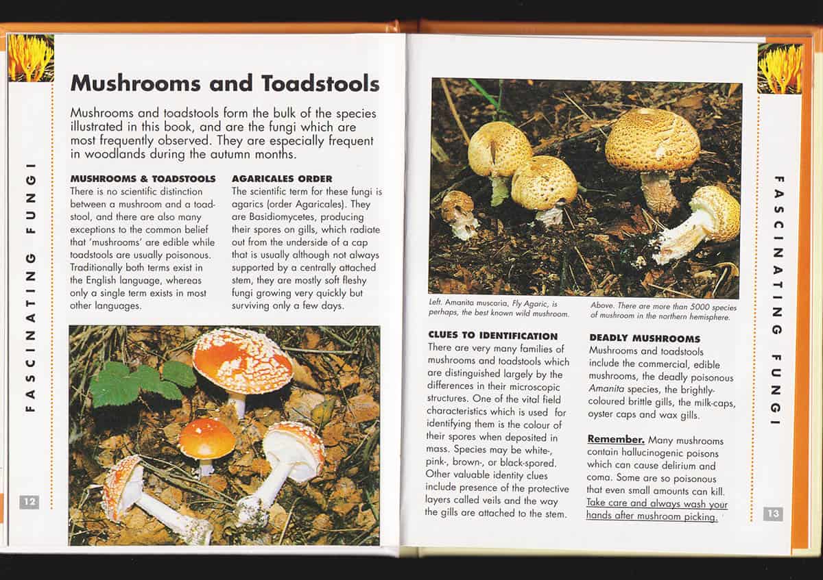 Rebecca Kingsley : Mushrooms (A pocket companion)