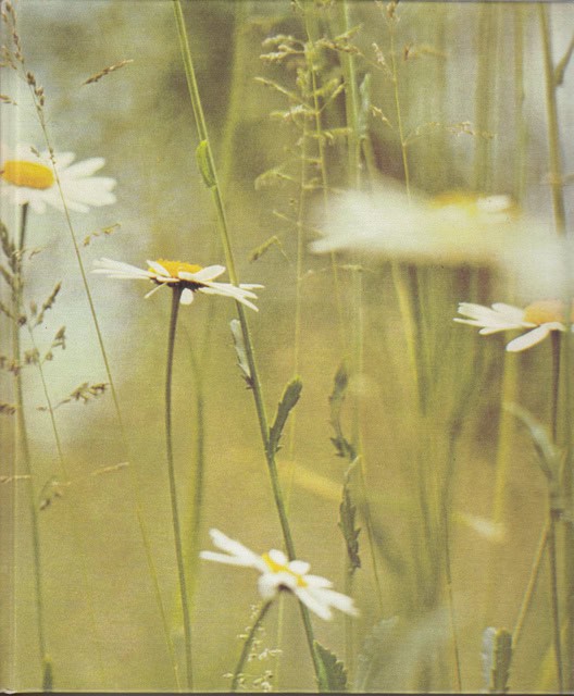 , Redaktion: Lundevall, Carl-Fredrik : Det Bästas naturlexikon Vårt Svenska Landskap