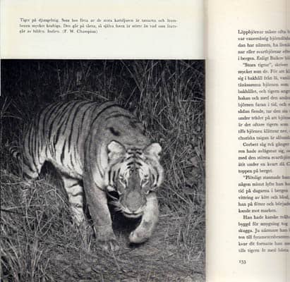Richard Perry : Tiger