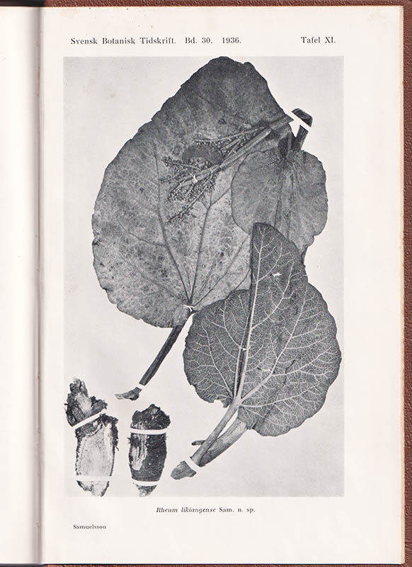 Rob. E. Fries : Hyllning till Professor Bergianus Robert Elias Fries på sextioårsdagen den 11 juli 1936