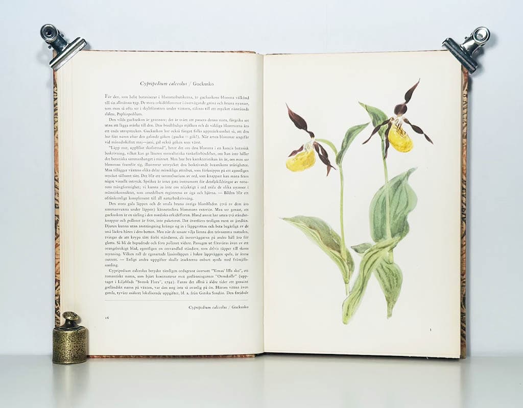 Rosvall, Staffan (1922-2002) ; Pettersson, Bengt (1915-2002) : Gotlands orkidéer