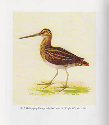 Rut Boström Andersson : Folkliga fågelnamn