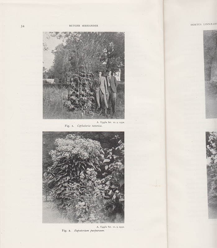 Rutger Sernander : Hortus Linnæanus och den gynnsamma vegetationsperioden 1932