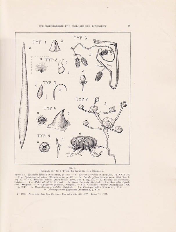 Rutger Sernander : Zur Morphologie und Biologie der Diasporen