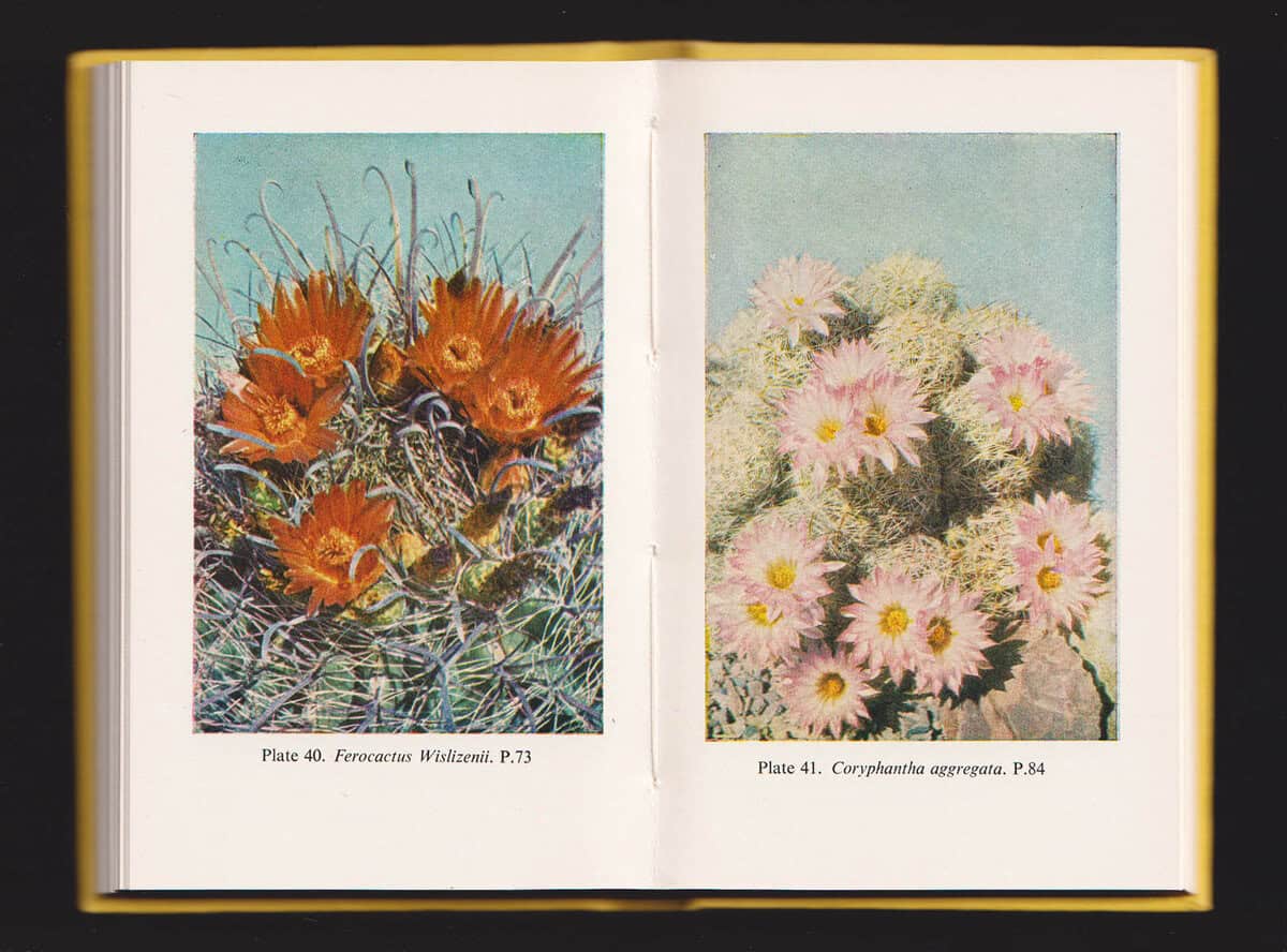 S. H Scott : The Observer's Book of Cacti & other Succulents