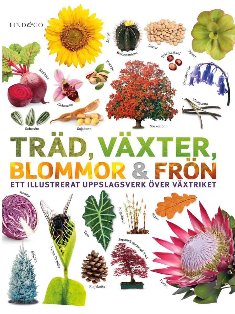 Sarah Jose : Träd, växter, blommor och frön : ett illustrerat uppslagsverk över växtriket