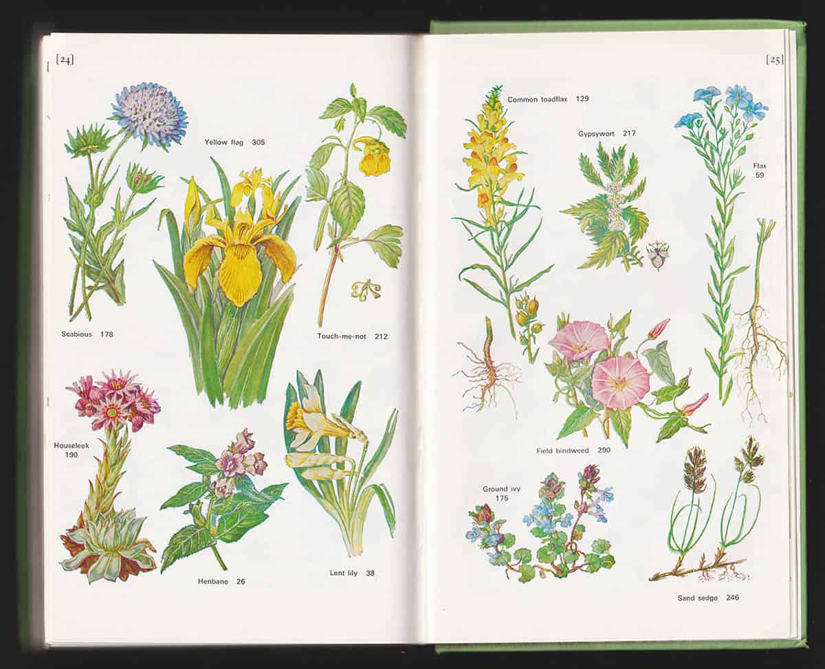 Schauenberg, Paul ; Paris, Ferdinand : Guide to Medicinal Plants