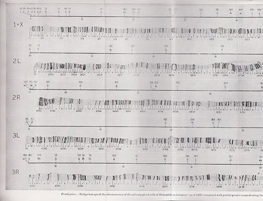 Sinnott, Edmund W. (Edmund Ware, 1888-1958) ; Dunn, L. C. (Leslie Clarence) : Principles of Genetics