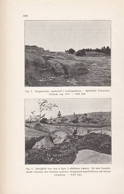 Skottsberg Carl : Om växtligheten å några tångbäddar i Nyländska skärgården i Finland