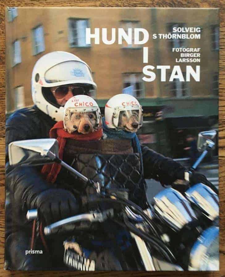 Solveig Sigridsdotter Thörnblom : Hund i stan