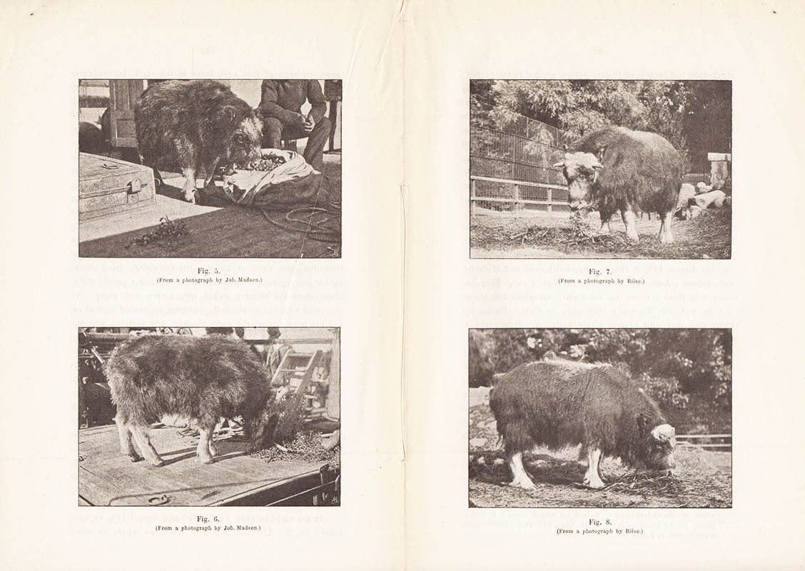 Søren Jensen : Mammals observed on Amdrup's journeys to East Greenland 1898-1900