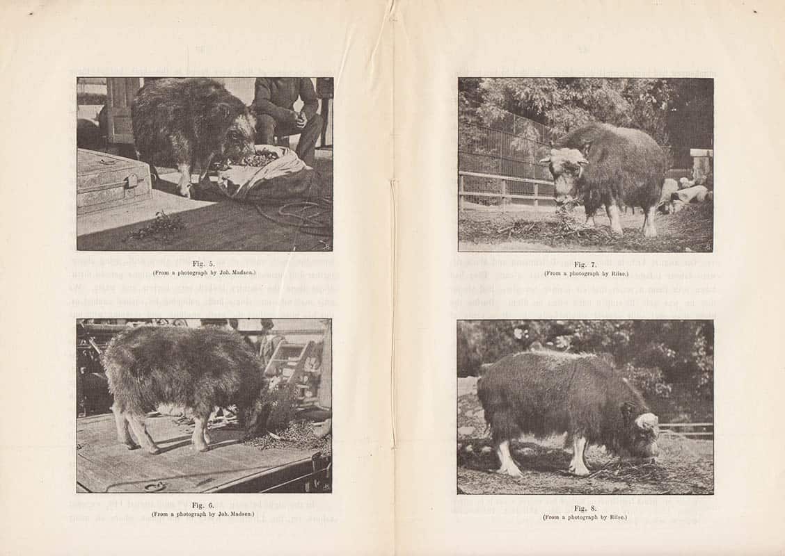 Søren Jensen : Mammals observed on Amdrup's journeys to East Greenland 1898-1900