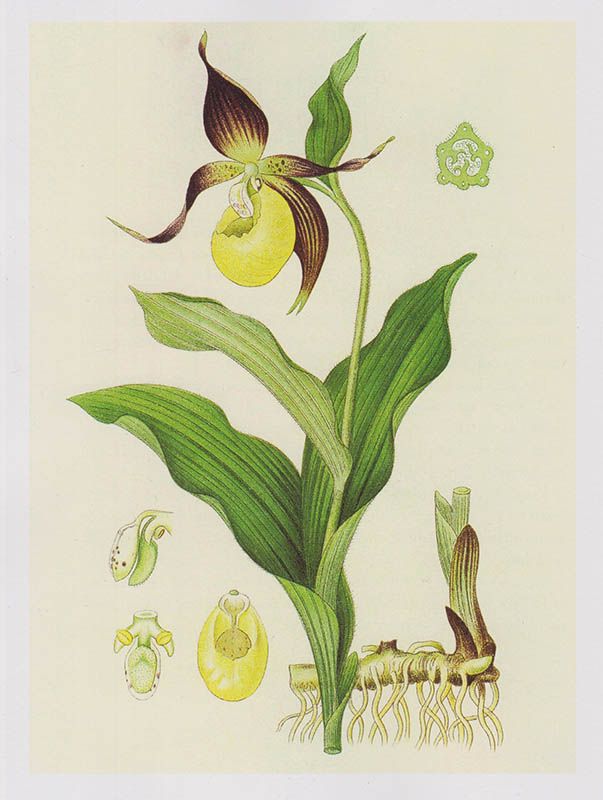 Staffan Söderlund : Blomstervandringar i Linnés sällskap