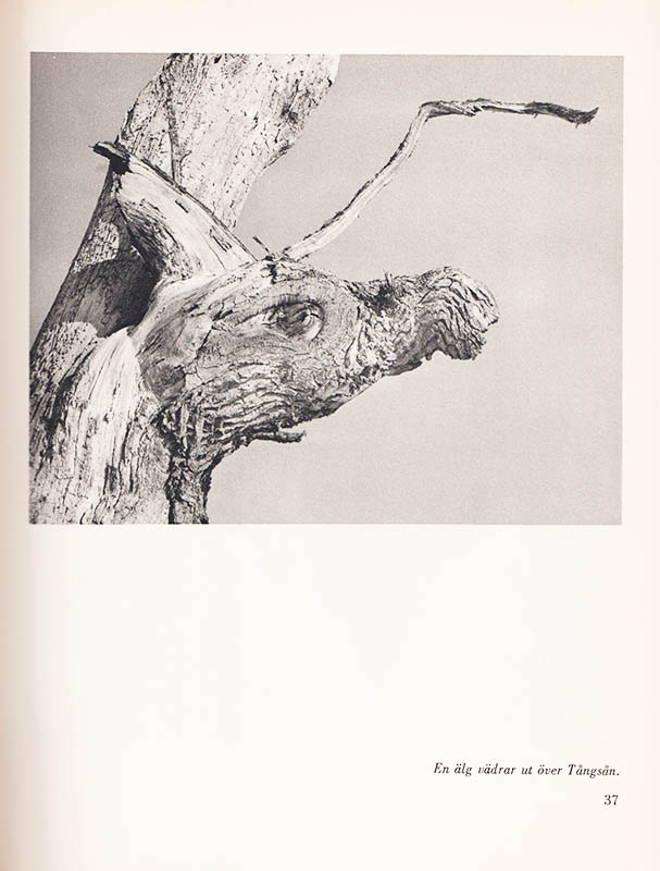 Svante Lundgren : Skogen och älven