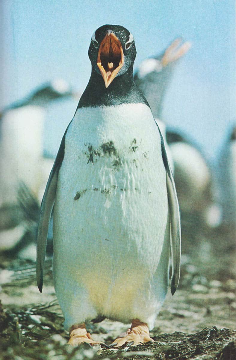 Sven Gillsäter : Pingviner i vind