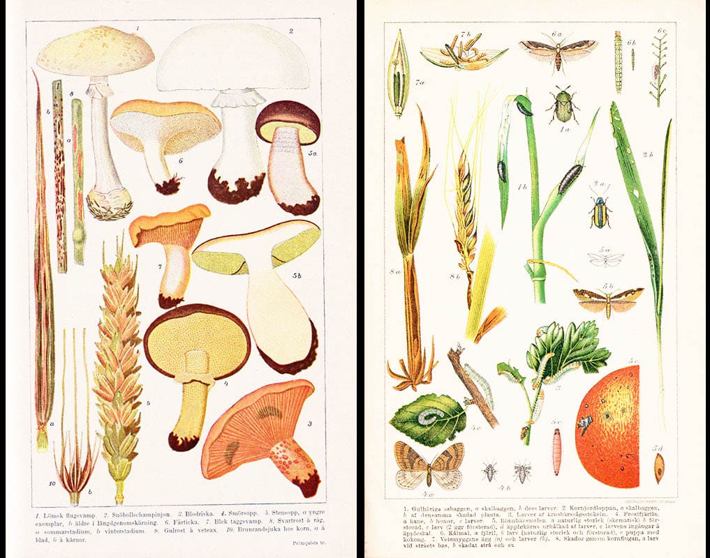 Timberg, Gustaf (1859-1926) ; Vesterberg, Karl Albert (1863-1927) ; Henning, Ernst (1857-1929) : Naturlära för lantmän. I. Fysik. II. Kemi och geologi. III. Botanik. IV. Zoologi (av V)