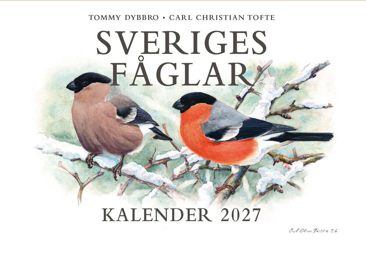 Tofte, Carl Christian ; Dybbro, Tommy : Sveriges fåglar. Kalender 2027