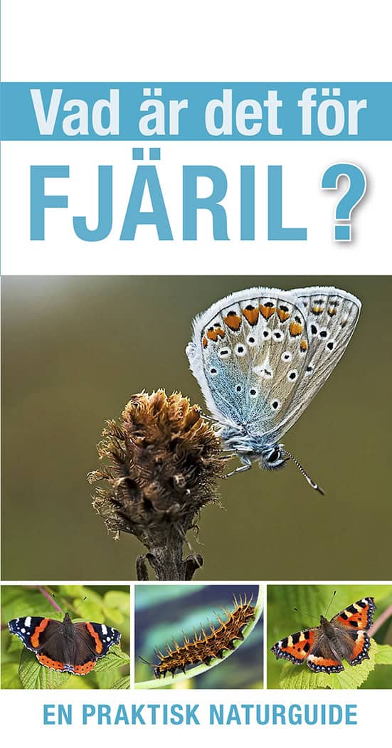 Tom Jackson : Vad är det för fjäril?