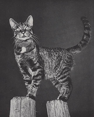 Tom Maloney : US Camera Annual 1951. American-International