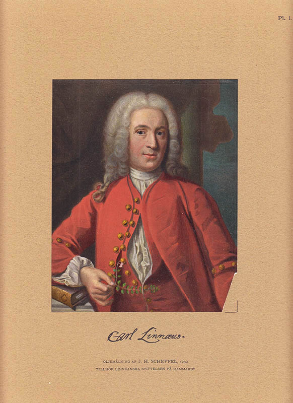 Tycho Tullberg : Linnéporträtt. Vid Uppsala universitets minnesfest på tvåhundraårsdagen af Carl von Linnés födelse