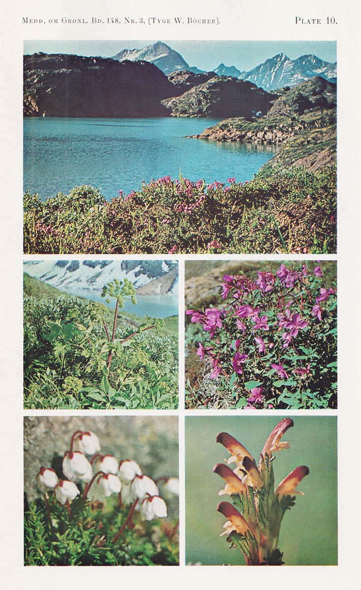 Tyge W. Böcher : Phytogeography of Middle West Greenland