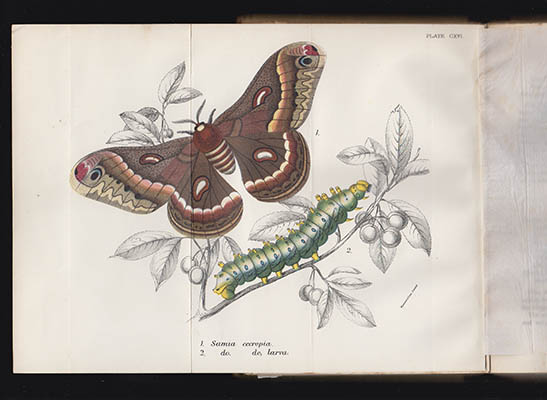 W. F Kirby : A Handbook to the Order Lepidoptera. Vol. IV [av V]. Moths. - Part II